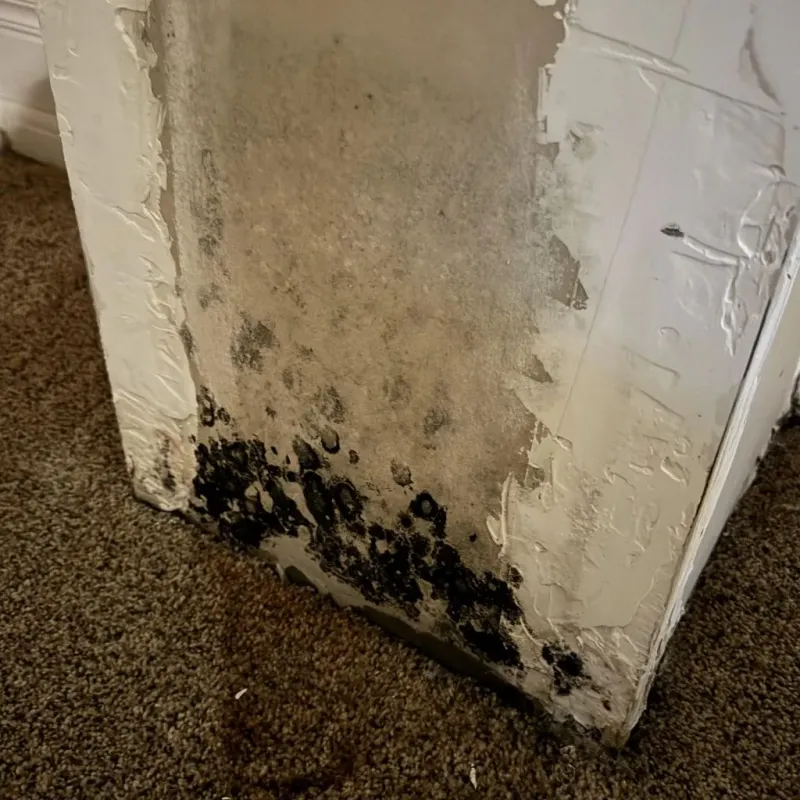 Professional Mold Removal in Murrieta, CA